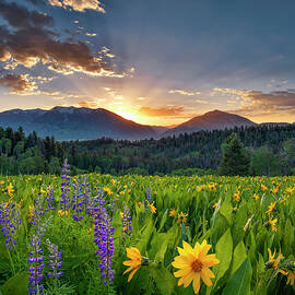 Sunrise Bloom in the Caribou Mountains - Idaho by Leland D Howard