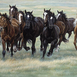 stampede by JQ Licensing