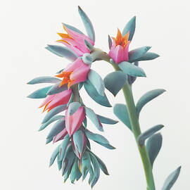 Succulent Cluster by Cassia Beck