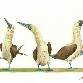 THree blue footed boobies by Juan Bosco