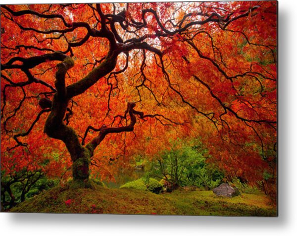 Tree Fire Metal Print