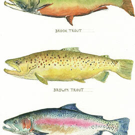 Trout species by Juan Bosco