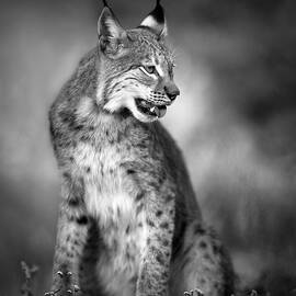 U N I Q U E by Fegari