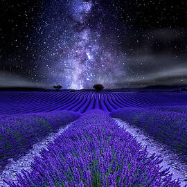 Under the Stars by Jorge Maia