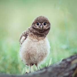 Watching You by David H Yang