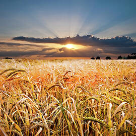 wheat at sunset by Meirion Matthias