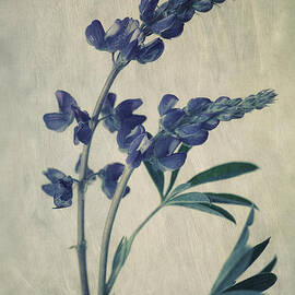 wild lupine by Priska Wettstein