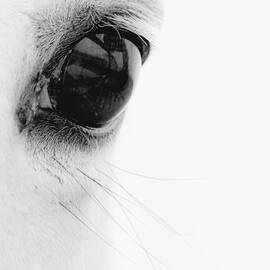 Window to the Soul by Ron  McGinnis