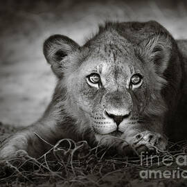 Young lion portrait by Johan Swanepoel